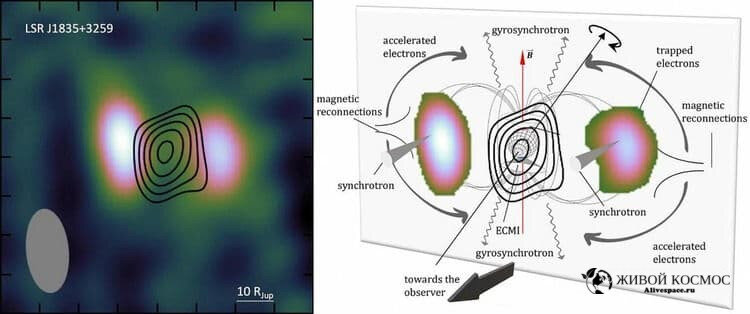      Эти два пятна соответствуют радиационному поясу в форме пончика, видимому с ребра. Контур представляет собой сильный поляризованный свет, исходящий от полярного сияния вблизи поверхности коричневого карлика, расположенного посередине между радиокомпонентами радиационного пояса. Источник: Джоан Климент и др. (2023)/Science.