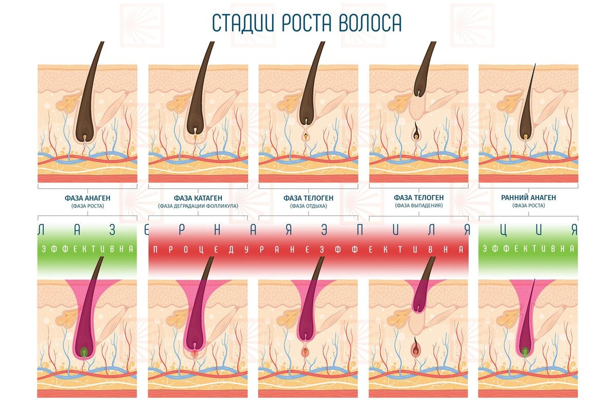 Схема роста волос на теле