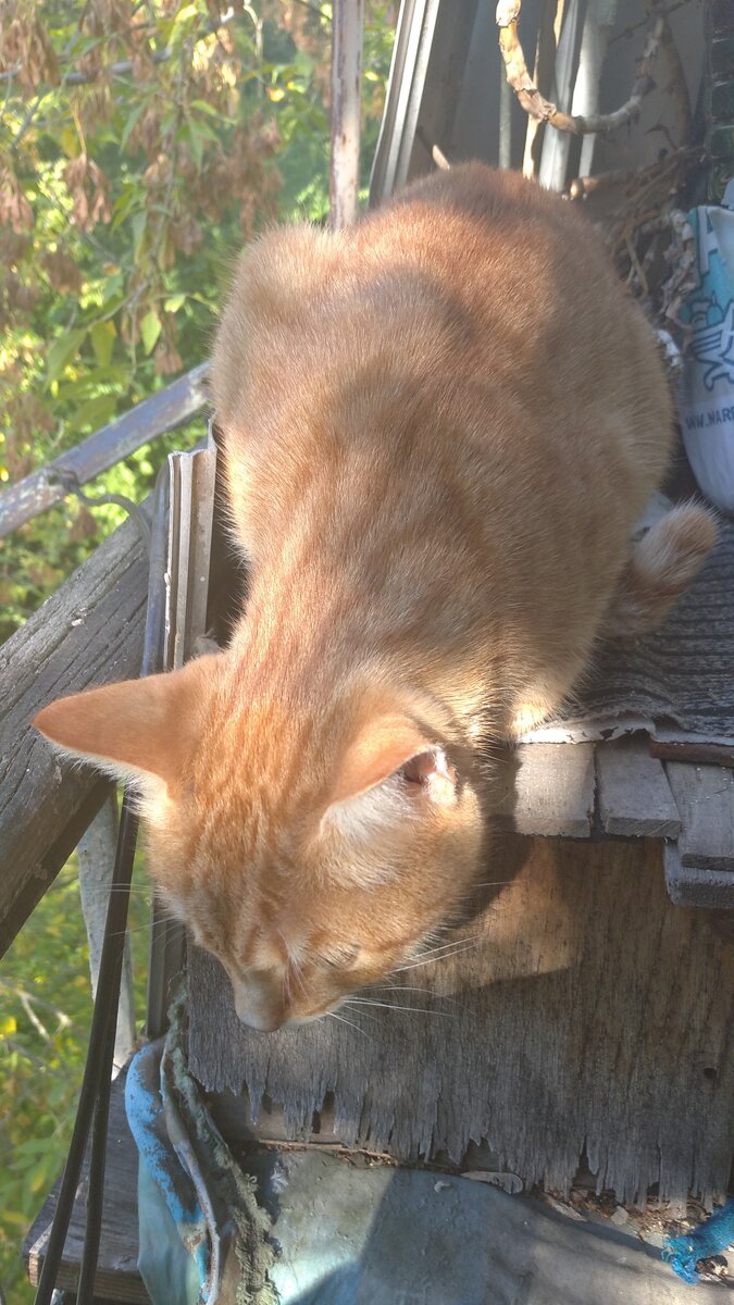 Личное  фото.