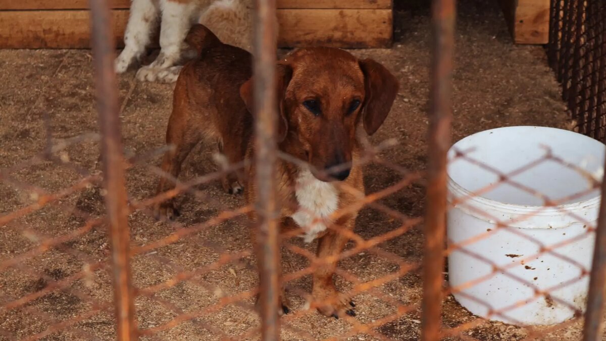     В Сургуте приют для животных «Под крылом», который содержат супруги Дмитрий и Татьяна, нуждается в гумпомощи. Глава семейства отправляется в ближайшее время в зону боевых действий.