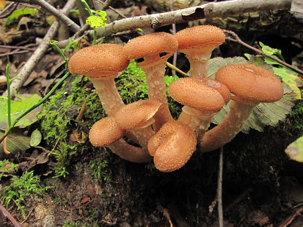 Грибы опята есть. Опята рябыши. 1. Armillaria mellea – опенок осенний. Опята осенние еловые. Опенок горчичный Armillaria sinapina.