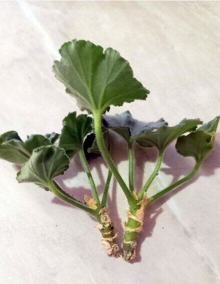 Такие маленькие черенки тоже готовы к укоренению. 