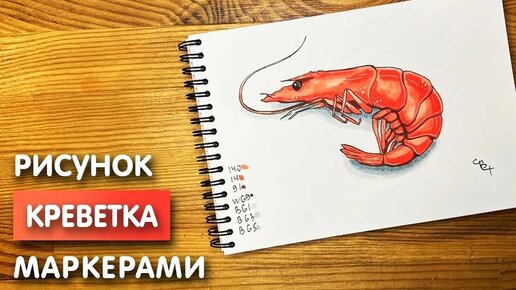 Как нарисовать креветку карандашом и скетч маркерами | Рисунок для детей, поэтапно и легко