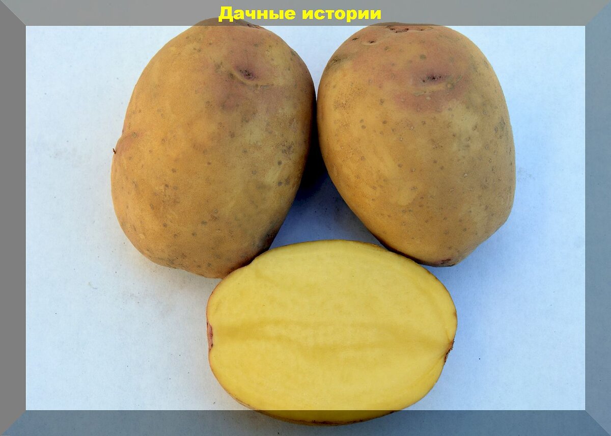 Купить картофель семенной фрителла (2 кг) по цене 340 руб. в интернет магазине "