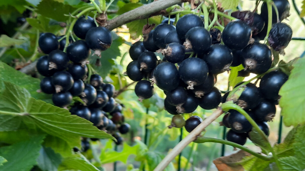 "Селеченская"