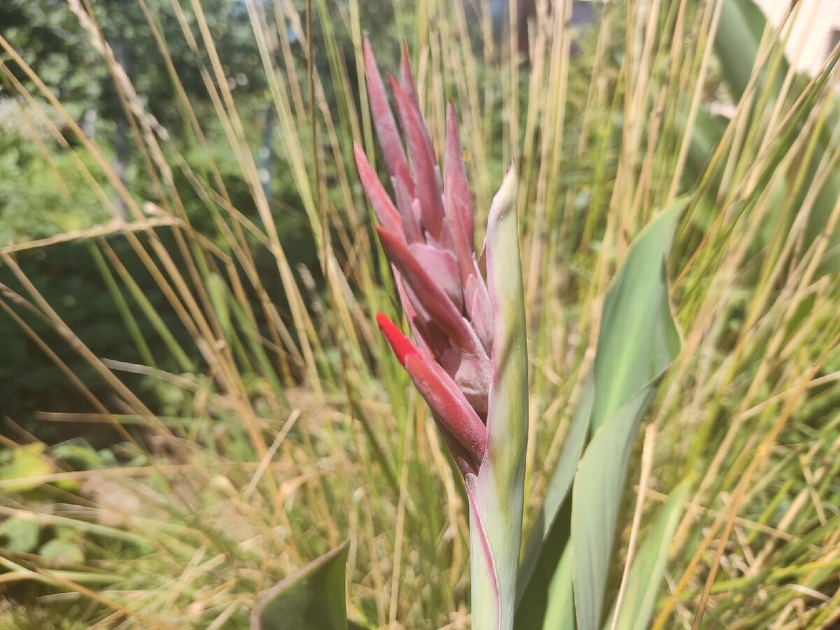 Канна на фоне кочки