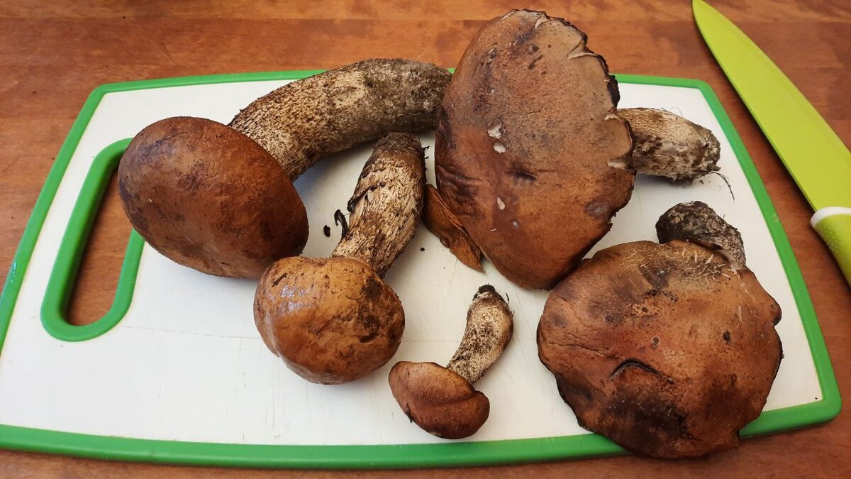 Перебираем грибы и выбираем только хорошие экземпляры