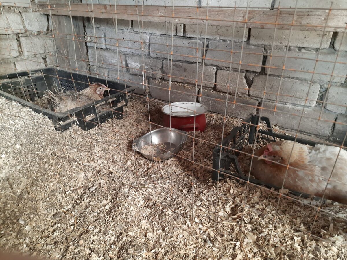 Мамашки в ожидании