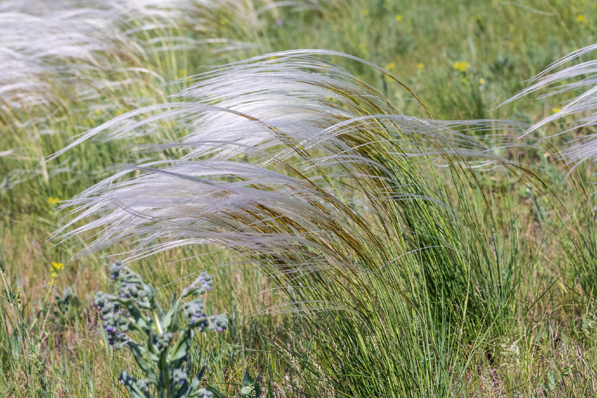 Ковыль-волосатик. Ковыль красивейший (Stipa pulcherrima). Ковыль Тырса. Ковыль-волосатик в Крыму.