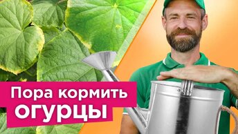 Желтая кайма по краю листа? Чтобы сохранить урожай, срочно опрыскайте огурцы и другие культуры