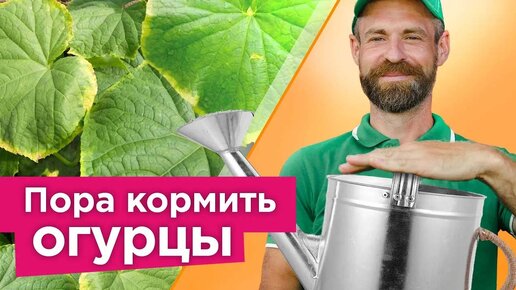 Желтая кайма по краю листа? Чтобы сохранить урожай, срочно опрыскайте огурцы и другие культуры