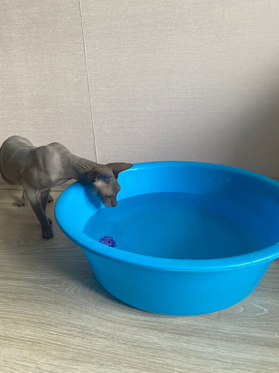 Вот это миска с водой! Мне же не выпить столько и за неделю 🤪