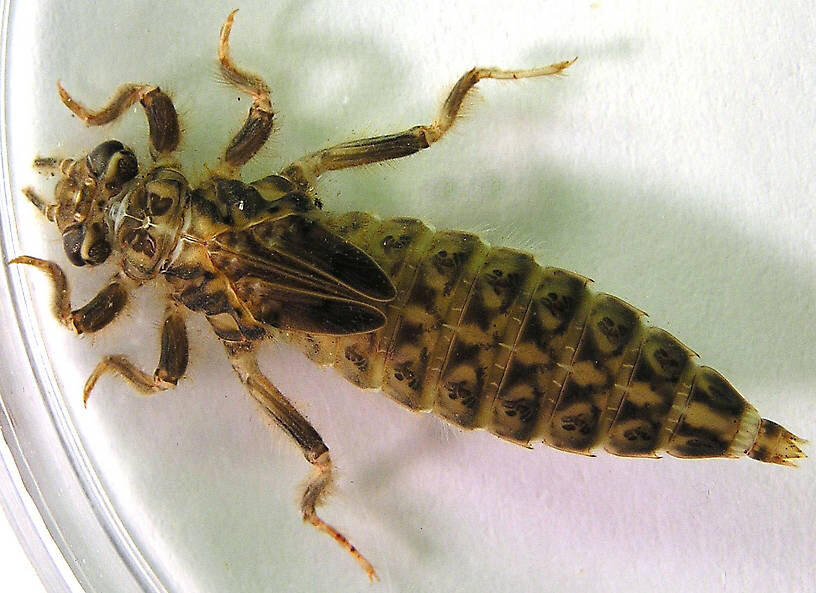 Фото с сайта: http://fly-fishing.ru/media/imitations/picture_1107_large.jpg