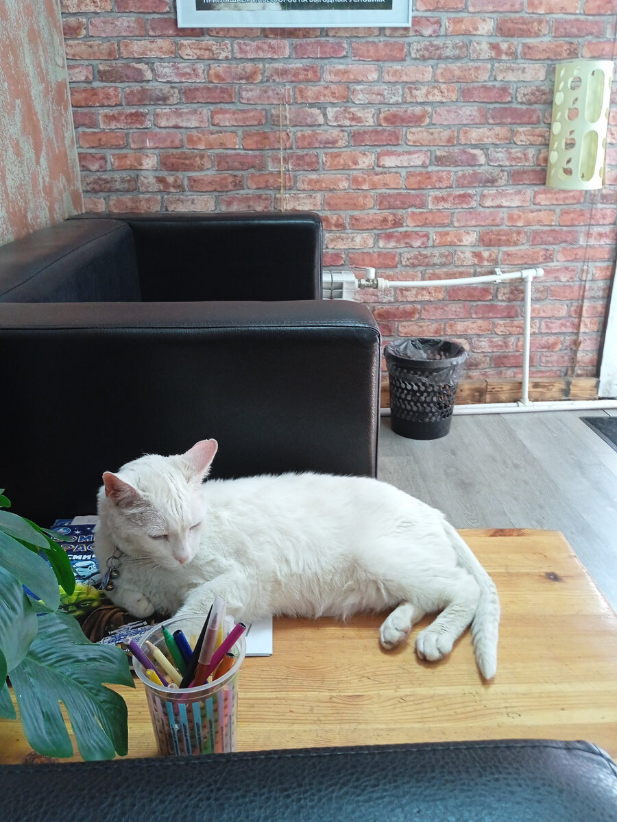 Кот Вульф символ клиники "Белый кот" г. Электросталь