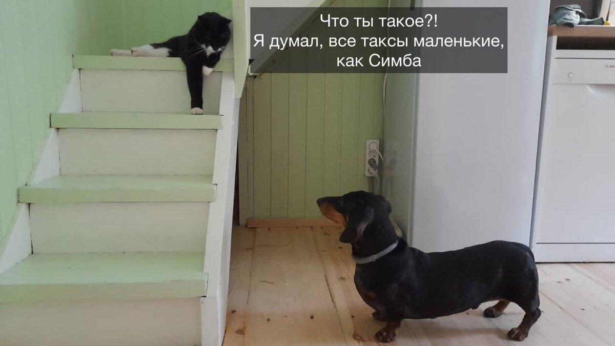 Для понимания размеров - этот такс весит 12 кг, а Симба - всего 5 кг