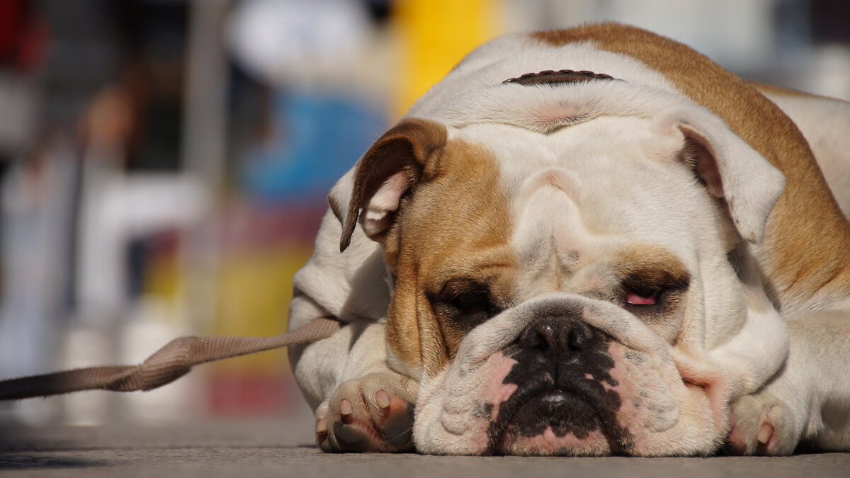Чаще всего трагедии случаются с собаками из-за того, что их оставили в закрытой машине, слишком долго водили по улицам на жаре или не давали возможности прилечь и охладиться в тени. Фото MartinHolzer/Pixabay