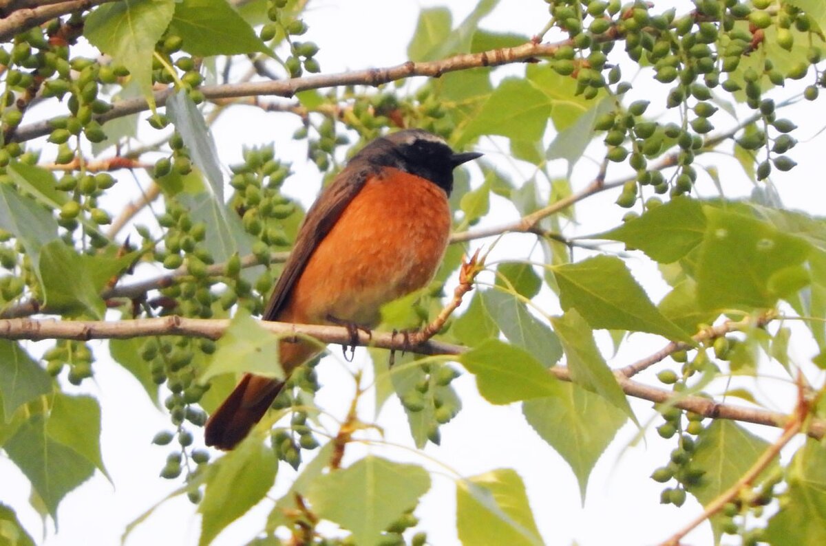    В Бузулукском бору увеличилось число видов птиц Кристина Просвиркина