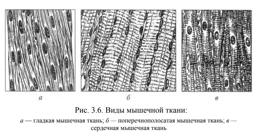 Ткани, органы и системы органов многоклеточных животных.