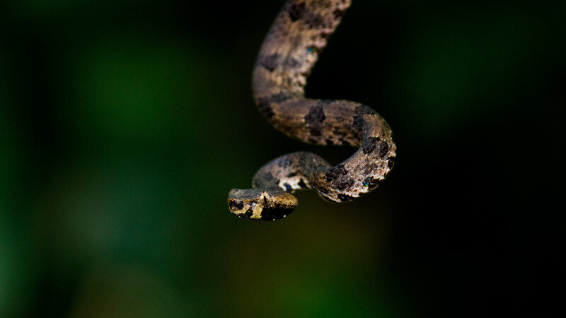     Гадюка. Змея. unsplash.com