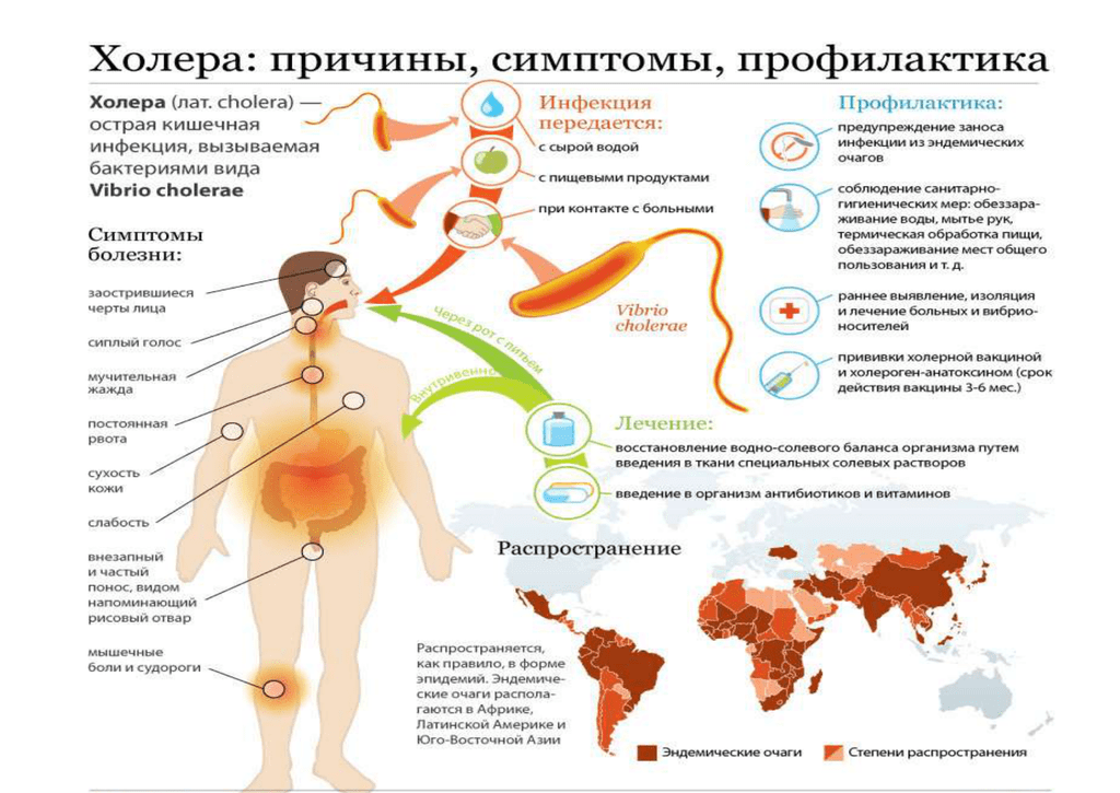 Факторы передачи: При водном пути – загрязненная холерным вибрионом вода централизованной системы водоснабжения, вода из колодцев, вода родников, вода поверхностных водоемов (озера, реки, море и др.).
При пищевом пути – овощи, полив которых осуществлялся сточными или техническими водами, загрязненными возбудителем холеры, а также продукты моря и рек (креветки, крабы, рыба и др.), употребляемые при недостаточной термической обработке.
При контактно-бытовом пути – вода, продукты, предметы обихода, загрязненные от больного холерой.
Вспышки, связанные с каждым из перечисленных факторов, имеют свои эпидемиологические особенности. Они будут разными по протяженности во времени, распространению на территории, требуемым противоэпидемическим мероприятиям.
Холера в виде вспышек регистрируется преимущественно в летне-весенний период, в связи с активацией водного пути передачи инфекции. Восприимчивость населения к холере высокая.
Возможно возникновения в зонах бедствия эпидемиологических очагов холеры.
Инкубационный период длится от нескольких часов до 5 дней, чаще 2-3 дня. Заражение холерой происходит через рот с инфицированной водой или пищей. Холерные вибрионы, преодолевая кислую среду желудка, попадают в тонкий кишечник, где размножаются и начинают выделять экзотоксин (холероген), который приводит к повышенной секреции воды и электролитов в просвет кишечника, чем обусловлена обильная диарея, рвота и как следствие обезвоживание организма. Независимо от типа возбудителя, клинические проявления принципиально не отличаются.
Основными симптомами холеры являются диарея (обильная, водянистая, в виде «рисового отвара») с последующим присоединением рвоты (обильной, без предшествующей тошноты).
Обезвоживание проявляется в виде следующих признаков: заострение черт лица, бледность и цианоз кожных покровов, слабость голоса, снижается эластичность и тургор кожи. Холера богата на яркие, поэтически окрашенные симптомы, такие как лицо Гиппократа – страдальческое выражение лица у больного при обезвоживании, «руки прачки» или «холерная складка» – отражают снижение тургора и эластичности кожи, «поза гладиатора» – при генерализованных судорогах. При этом у больного сохраняется нормальная температура тела и отсутствуют боли в животе.
Холера — это «сфинкс, который нас приводит в ужас своим смертоносным взглядом», — писал еще в 1893 г. великий русский гигиенист Федор Федорович Эрисман.
Бывают и нетипичные формы заболевания, например, «сухая» холера, обусловлена отсутствием внешних симптомов за счет быстрого наступления пареза гладкой мускулатуры и отсутствия выхода содержимого кишечника наружу или молниеносные формы с быстрым развитием дегидратационого шока.
При отсутствии лечения заболевание быстро прогрессирует. Необходима обязательная госпитализация больного в стационар, для оказания качественной и своевременной медицинской помощи.
В лечении используются антибактериальные препараты для борьбы с возбудителем и медицинские средства, направленные на восстановление водно-электролитного баланса.
Выписка пациентов производится после выздоровления, завершения лечения и получения трех отрицательных результатов бактериологического обследования.
Перенесших холеру или вибриононосительство после выписки из стационаров ставят на учет в филиалах ФБУЗ “Центр гигиены и эпидемиологии” в субъекте Российской Федерации и кабинетах инфекционных болезней поликлиник по месту жительства.
После выписки диспансерное наблюдение за такими лицами устанавливается сроком на три месяца.
В отношении холеры разработаны меры специфической и неспецифической профилактики.
К мерам специфической профилактики относится вакцинация против холеры. Вакцинацию проводят по эпидемическим показаниями лицам, выезжающим в неблагополучные по холере регионы, в случае осложнения санитарно-эпидемиологической обстановки по холере.
К мерам неспецифической профилактики холеры относят рекомендации, которые следует соблюдать при посещении эндемичных по холере территорий:
•	соблюдать правила личной гигиены: мыть руки после посещения туалета, перед приготовлением и приемом пищи,
•	пить только кипяченую или бутилированную воду,
•	не использовать лед для охлаждения напитков, так как он может быть изготовлен из некачественной воды,
•	тщательно мыть фрукты и овощи,
•	проводить тщательную термическую обработку сырых продуктов моря и рек (креветки, крабы, рыба и др.),
•	в поездках уделять внимание безопасности воды и пищевых продуктов: избегать питания в небезопасных местах,
•	купаться в специально разрешенных водоемах,
•	при купании в водоемах и бассейнах не допускать попадания воды в рот.
Соблюдение этих простых правил при посещении эндемичных по холере территорий позволит вам избежать заражения.
Берегите себя и будьте здоровы!
