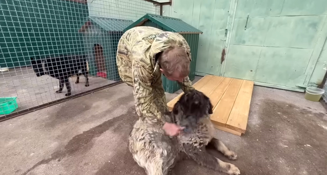 Из многострадального Донецкого зоопарка недавно привезли кавказскую овчарку. Собака была в плохом состоянии: крайне напугана военными событиями, шерсть свалялась, проблемы со здоровьем.-3