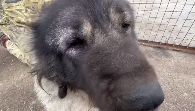 Из многострадального Донецкого зоопарка недавно привезли кавказскую овчарку. Собака была в плохом состоянии: крайне напугана военными событиями, шерсть свалялась, проблемы со здоровьем.-6