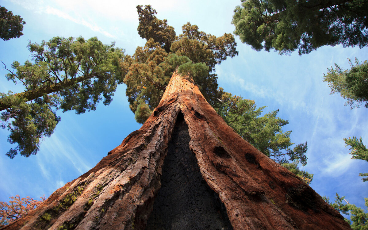 Где больше деревьев. Калифорнийская Секвойя Гиперион. Секвойя дерево Гиперион. Самое высокое дерево Секвойя Гиперион. Американская Секвойя Гиперион.