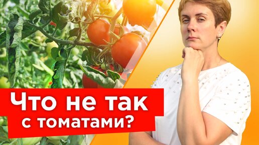 Скручиваются листья томатов? Вот какие причины устранить, чтобы не лишиться урожая! Разъясняет биолог