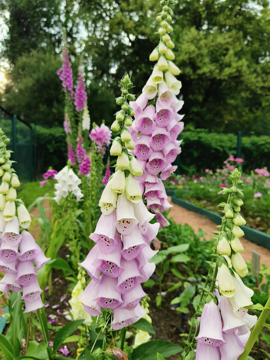 Наперстяночки любимые