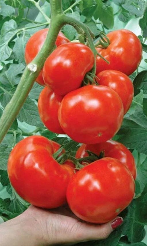 Сорта томатов соседская зависть. Томат соседская зависть f1. Сорт помидор соседская зависть. Томат соседская зависть уд. Томат соседская зависть семена.