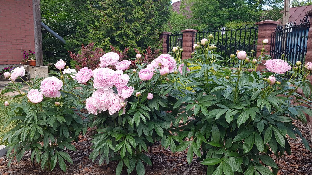 Пионы Сара Бернар