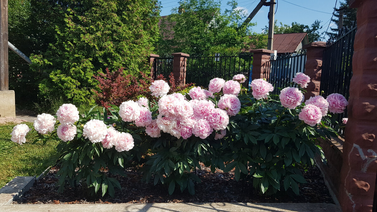 Пионы Сара Бернар