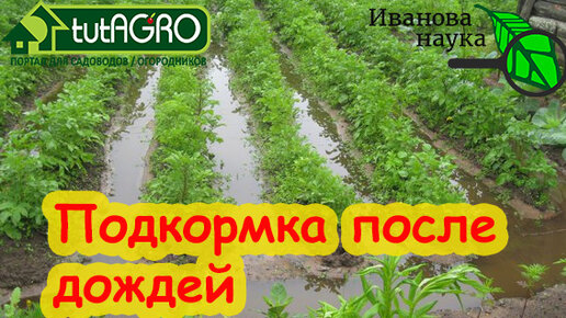 ВЕСЬ ДЕНЬ ЛЬЕТ ДОЖДЬ? Чем подкормить растения, если дождей слишком много. Подкормка на осадках.