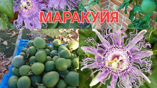 Маракуйя в саду. Экзотические растения.