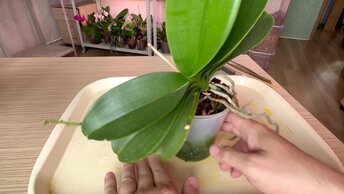 пересадка орхидей на годы - так орхидеи сажают ПРОФИ