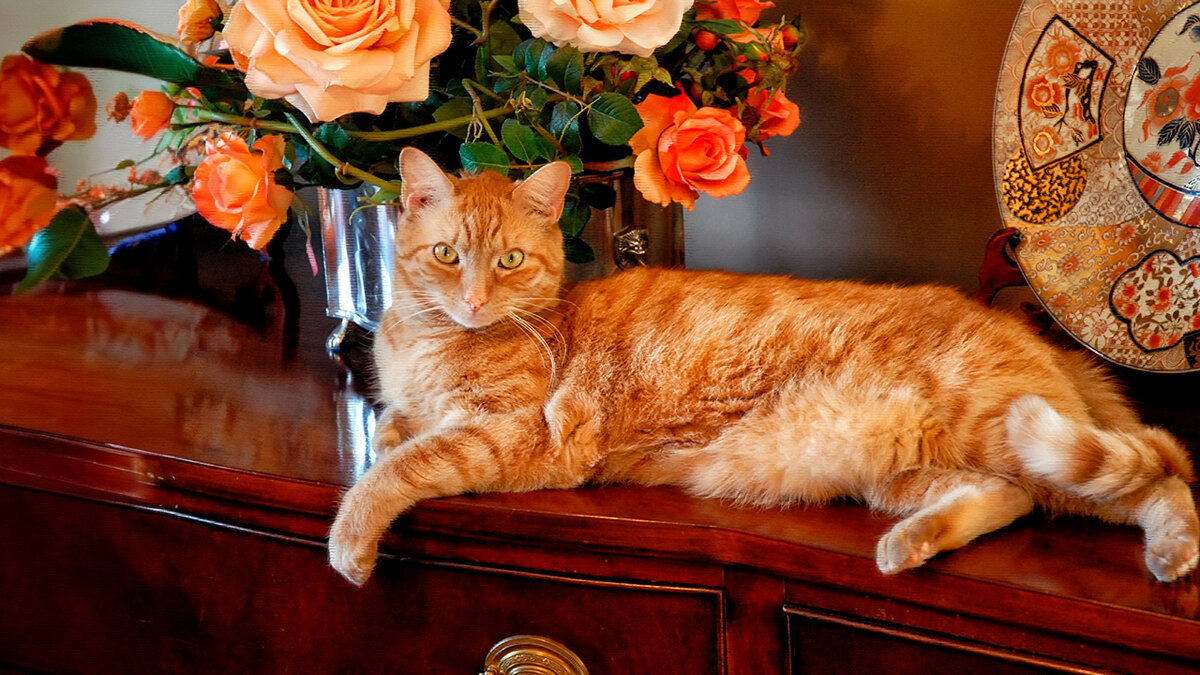 источник фото: mykaleidoscope.ru