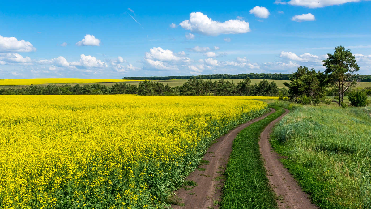 Яндекс.Картинки