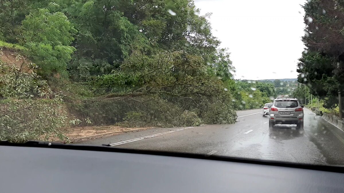Абхазия. Деревья упали на дорогу. Дорога в Гаграх