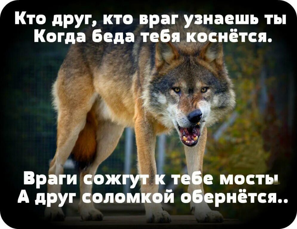 Из открытых источников Яндекса.