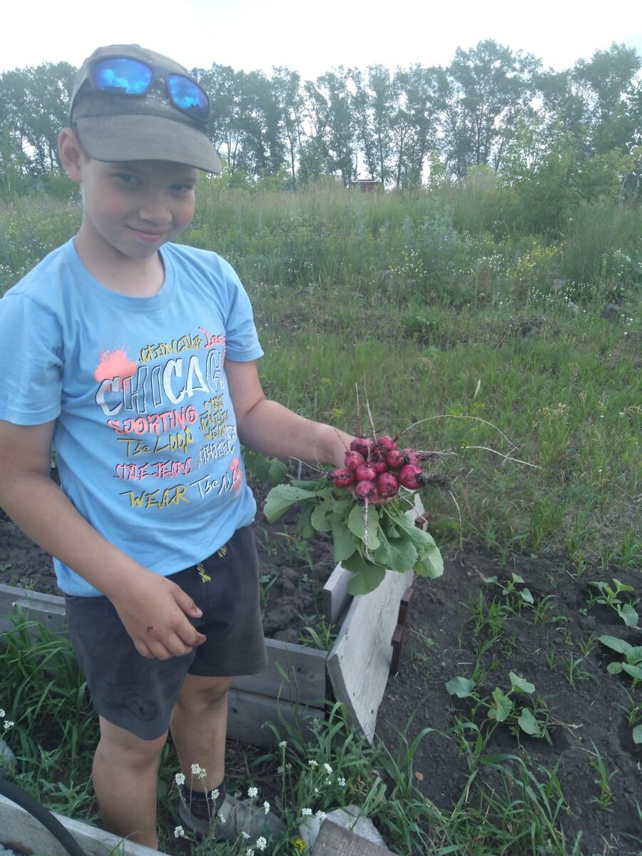 папкина редиска