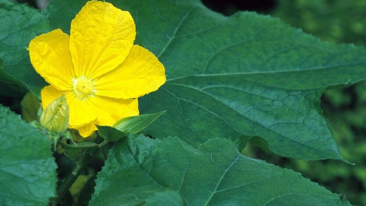    Кабачок© Globallookpress