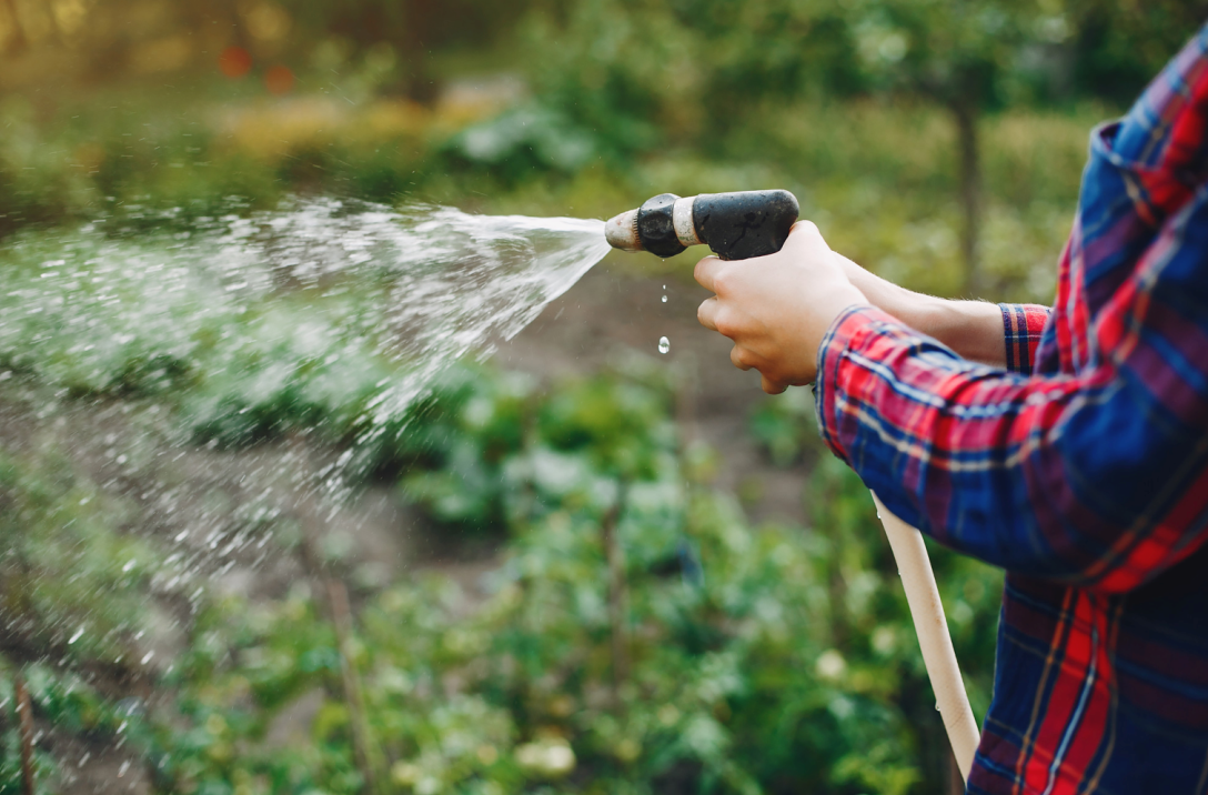 Волгоградцам рассказали, какие растения нельзя поливать железистой ...