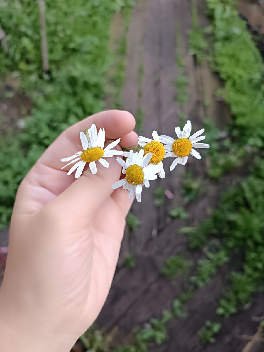 Как мои четыре цветочка 🧑🧑🧑🧒