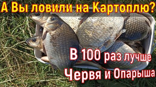 Ловля уклейки на мормышку по последнему льду