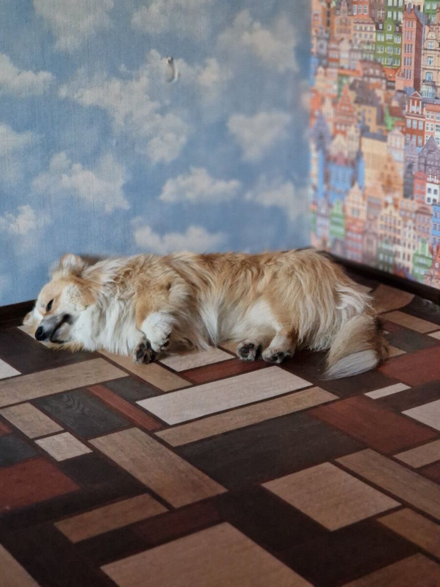 Лео после дороги