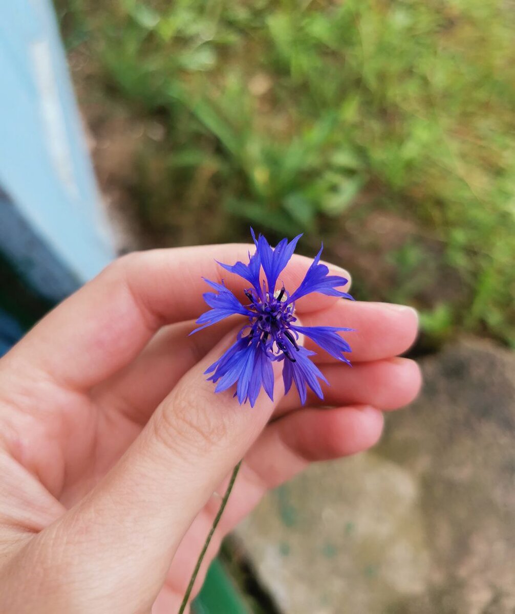 Таким гостям во дворе я только рада. Фото автора