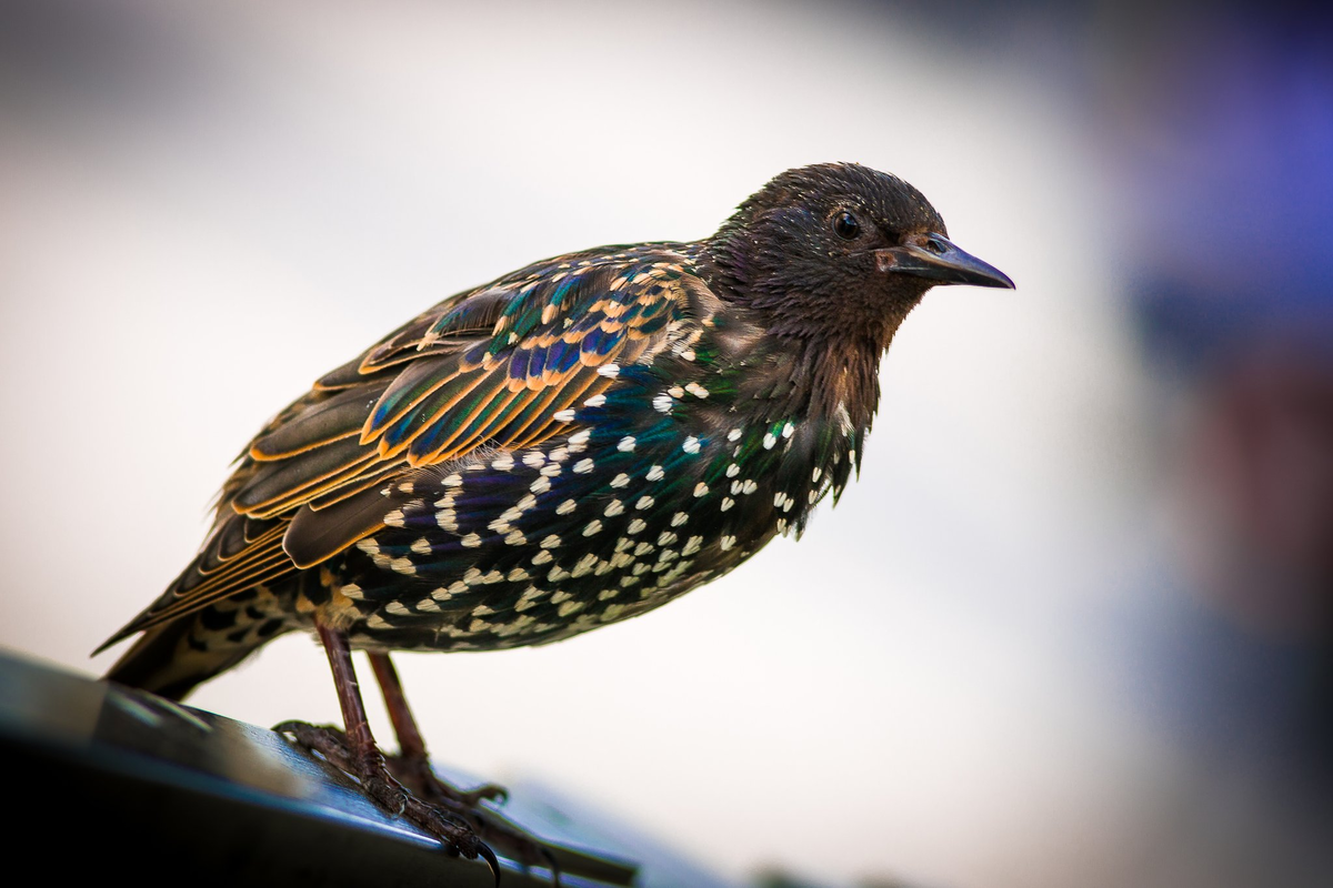 Фото взято из общего доступа в сети интернет