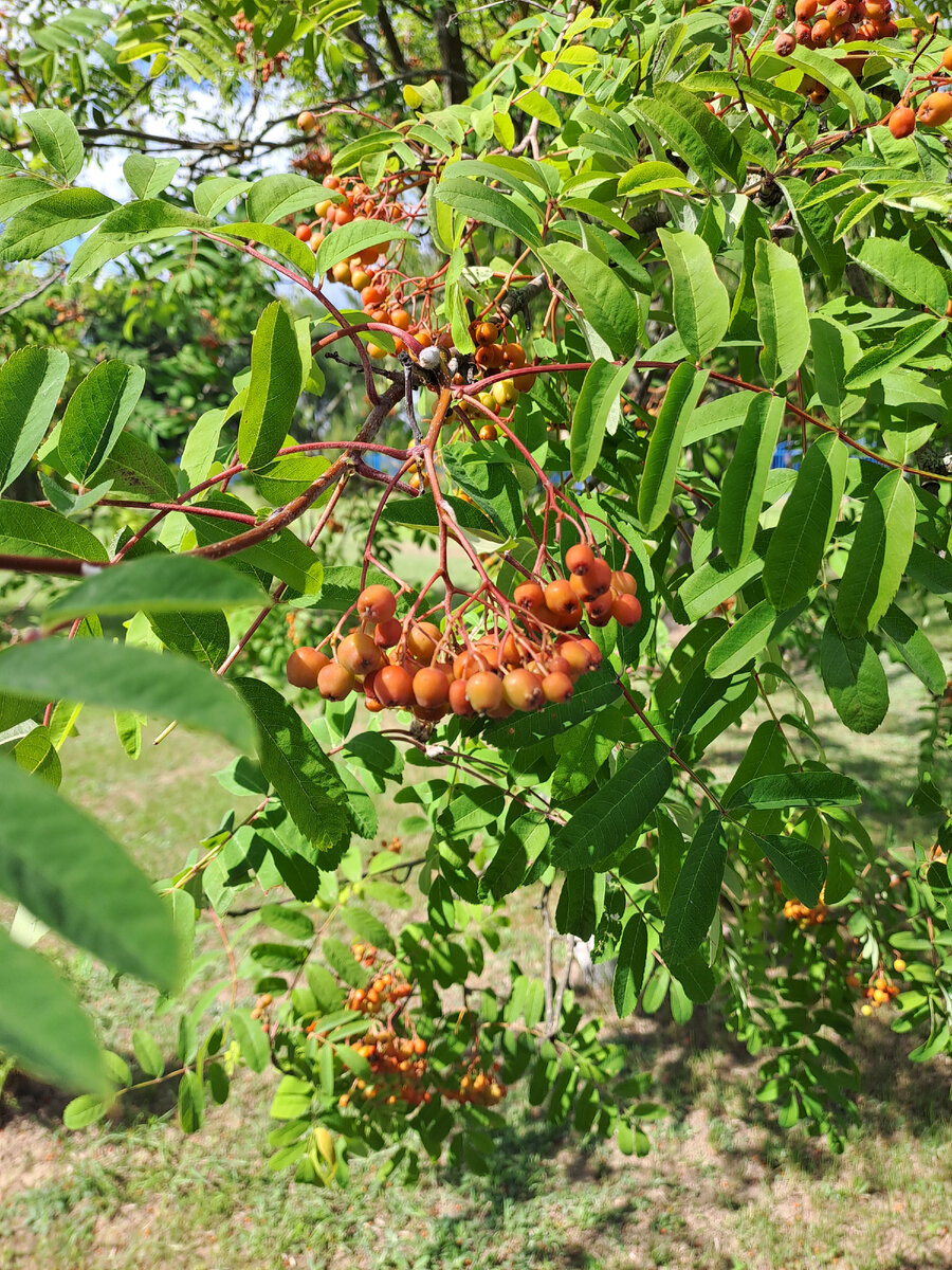 Фото из личного архива.  Гроздья рябины. 