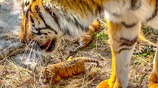 Тигрята БОРЯТСЯ ЗА ЖИЗНЬ, двое смогли доползти до тигрицы, а третий может только просить о помощи…