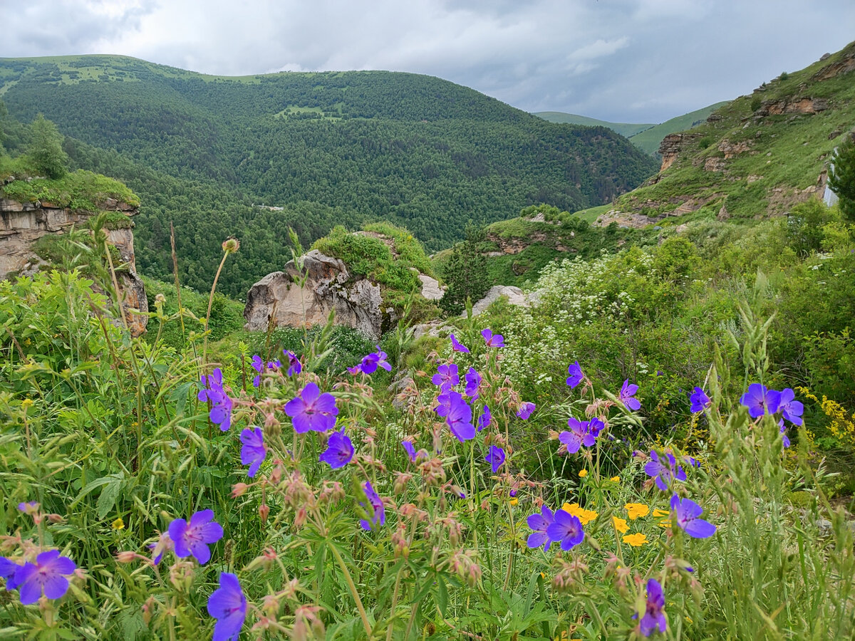 Герань луговая. 